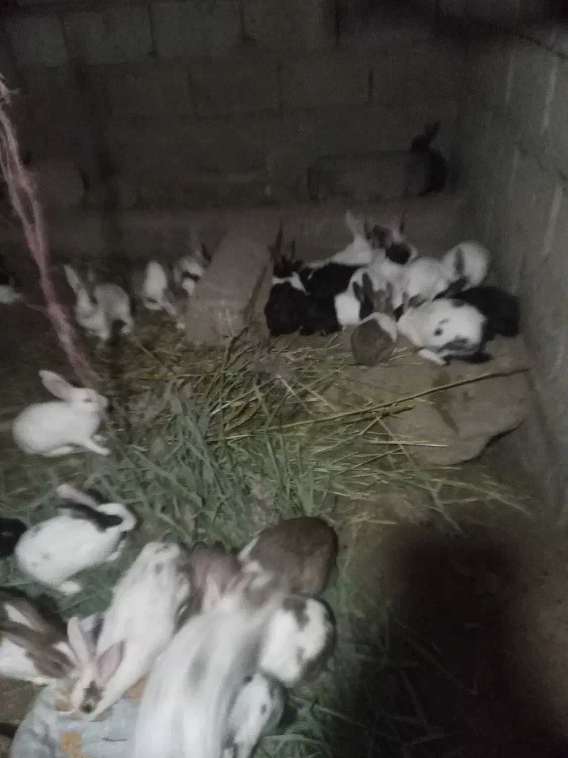 خرگوش|موش و خرگوش|گنبد کاووس, |دیوار