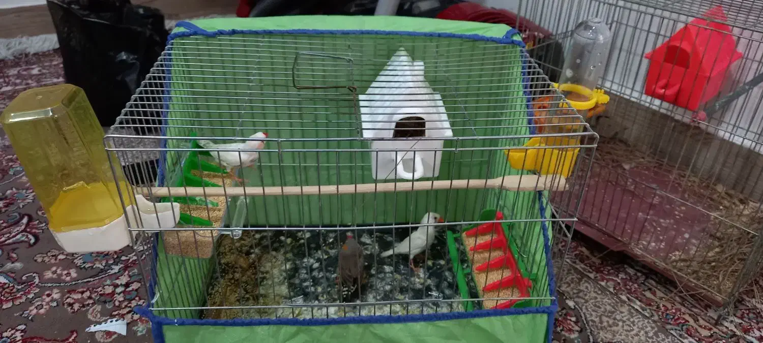 فنج|پرنده|خرمآباد, |دیوار