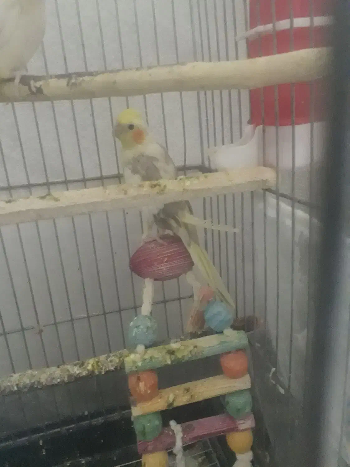 انگشترعروس هلندی کفتر|جواهرات|سبزوار, توحیدشهر|دیوار