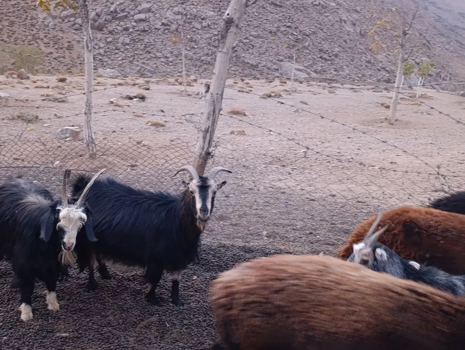 ۱۰عدد بز.روزگاری همه جوان|حیوانات مزرعه|نیاسر, |دیوار