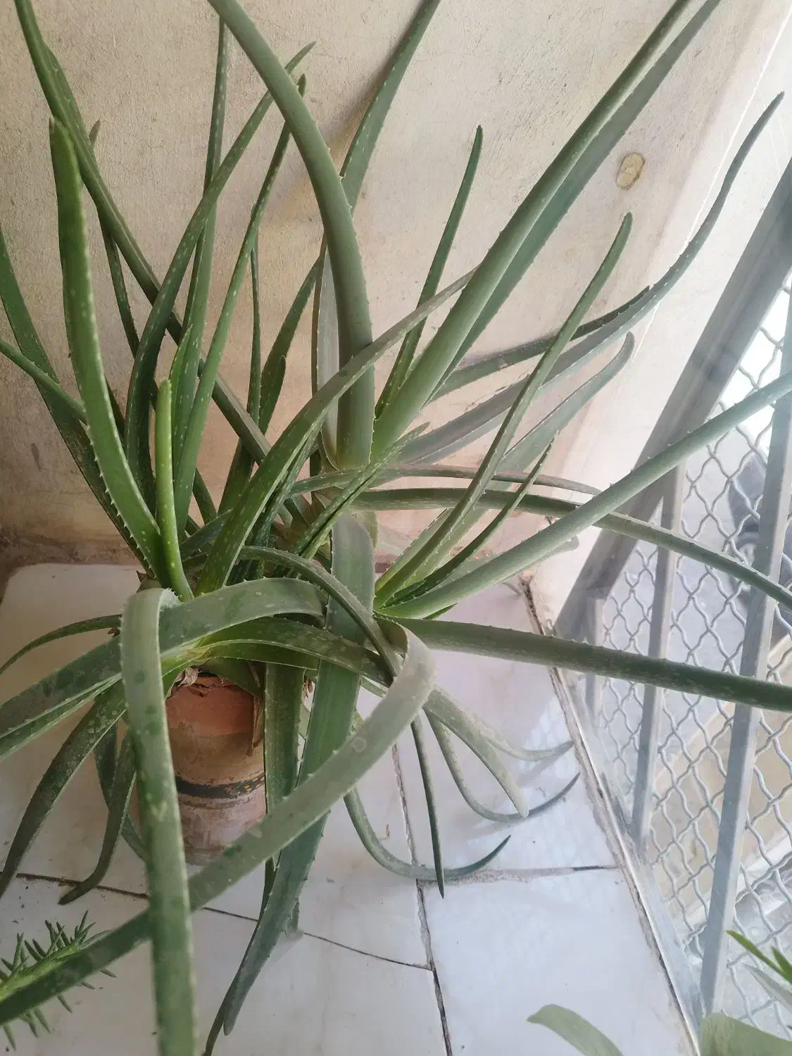 گل آلوئه ورا|گل و گیاه طبیعی|رباط‌کریم, مسکن مهر آبشناسان|دیوار