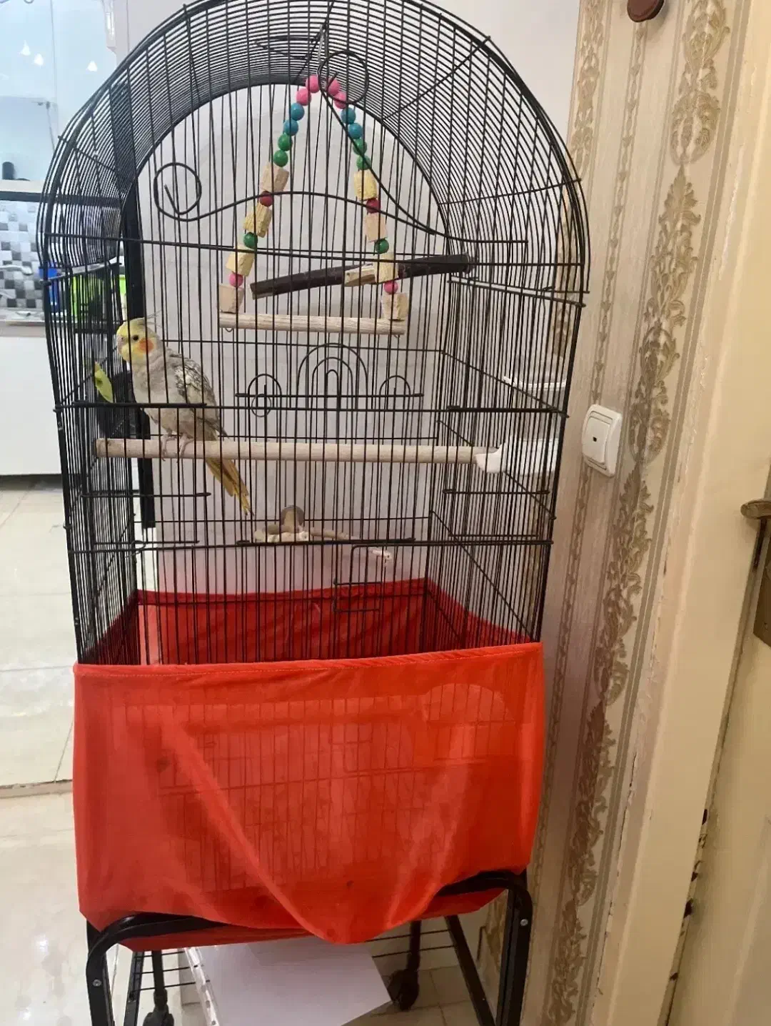 قفس و پرنده|پرنده|کرج, شهرک بنفشه|دیوار