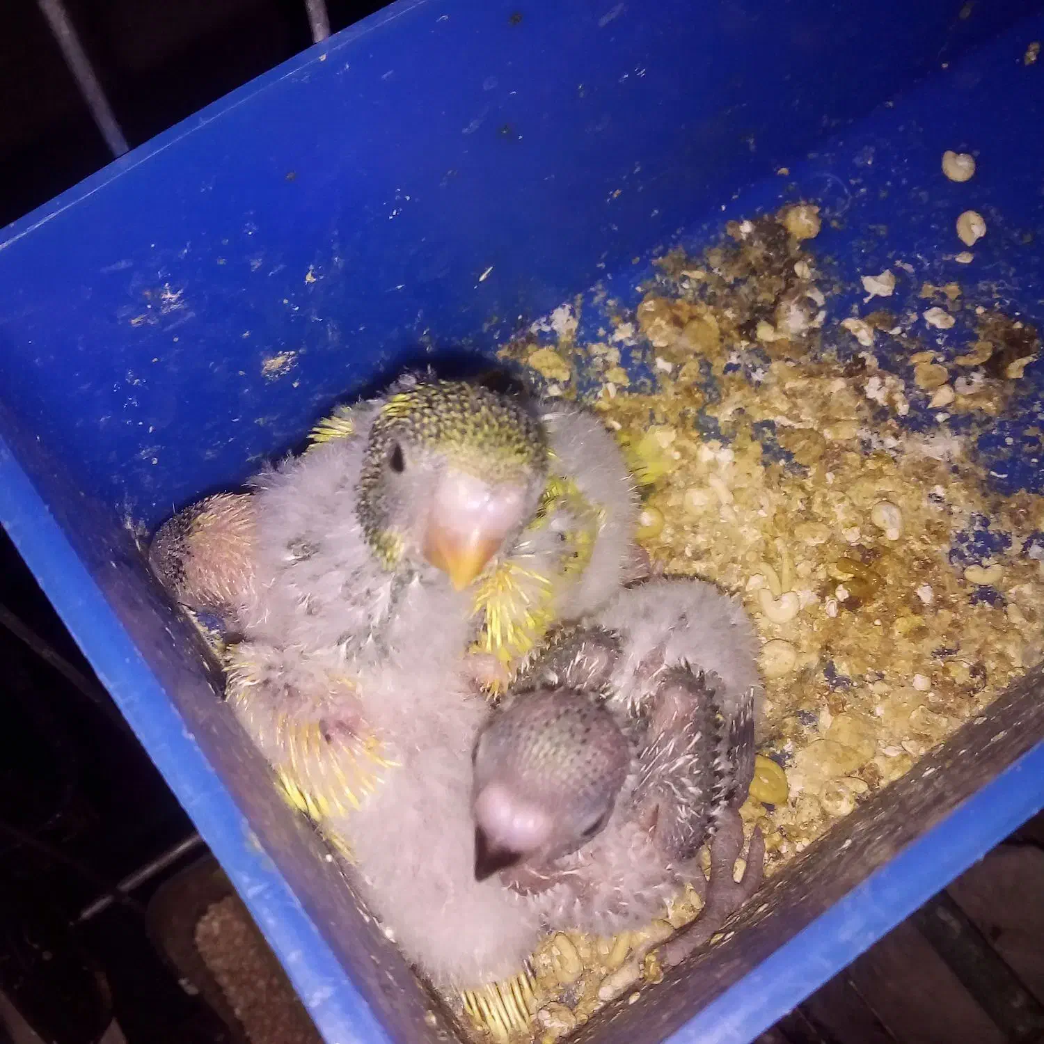 دو جفت مرغ عشق با۲ تا جوجه|پرنده|نقده, |دیوار