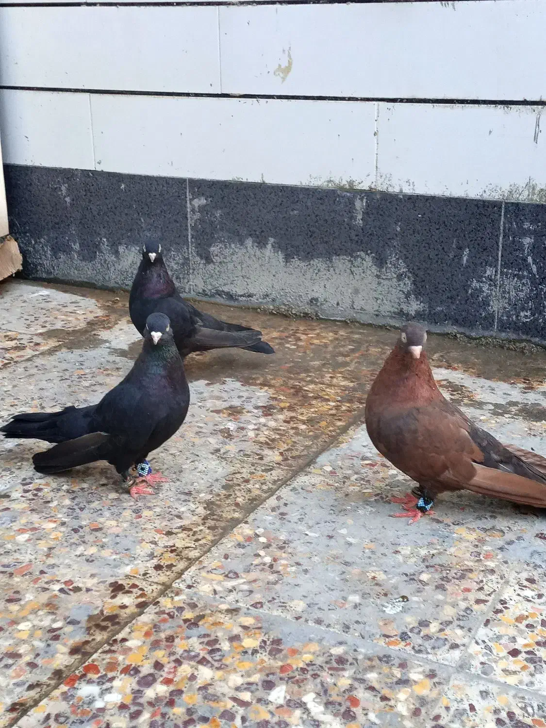 جفت زاغ و یه نر سرکه ایی|پرنده|رامهرمز, |دیوار