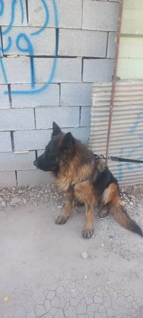 سگ ژرمن گم شده|سگ|شیراز, شاه قلی بیگی|دیوار