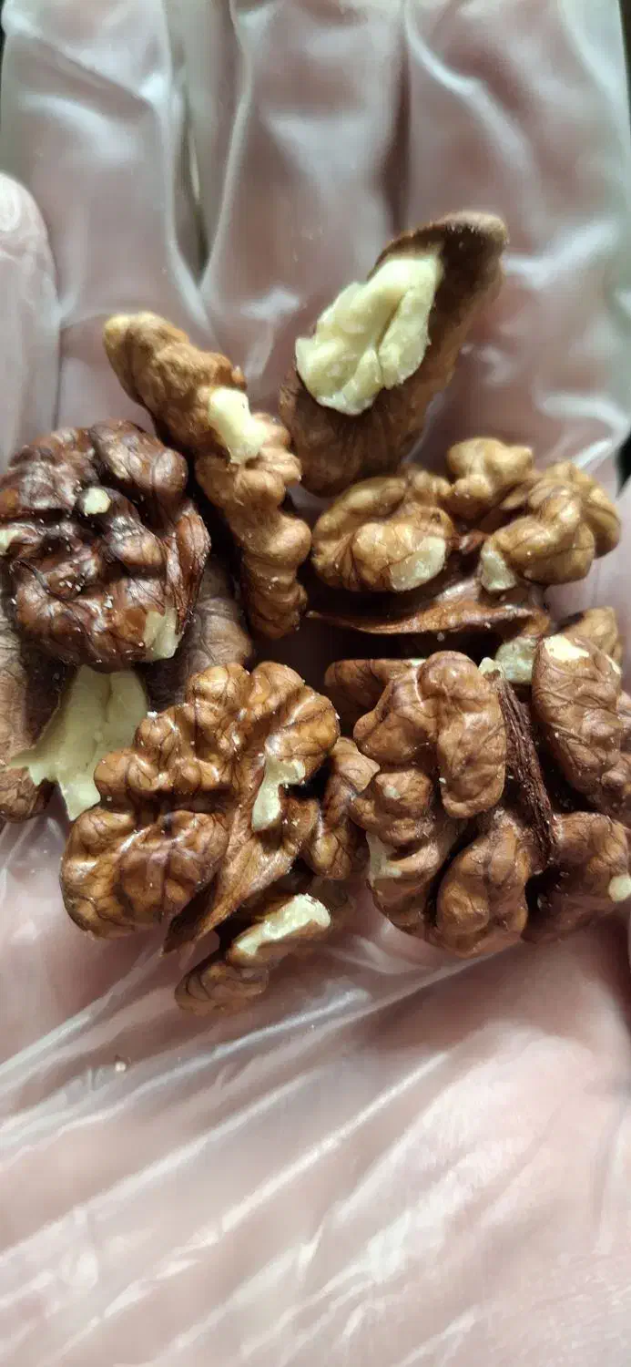 گردو محلی تازه|خوردنی و آشامیدنی|حمیدیا, |دیوار