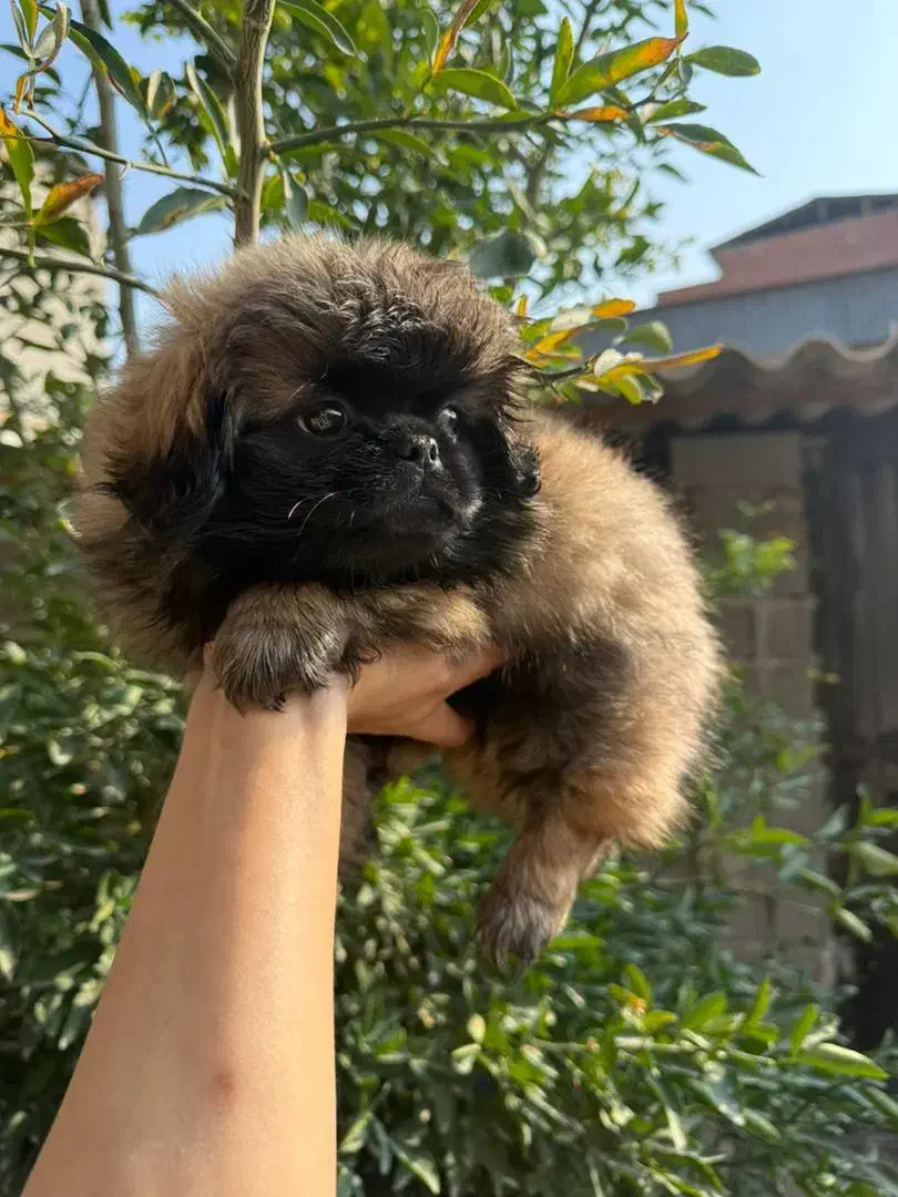 سگ پشمالو|سگ|تهران, منیریه|دیوار