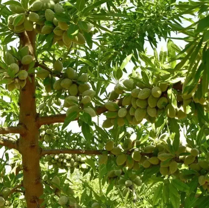 فروش نهالهای مثمر و غیر مثمر در شهر نهال|خدمات باغبانی و درختکاری|سنندج, |دیوار