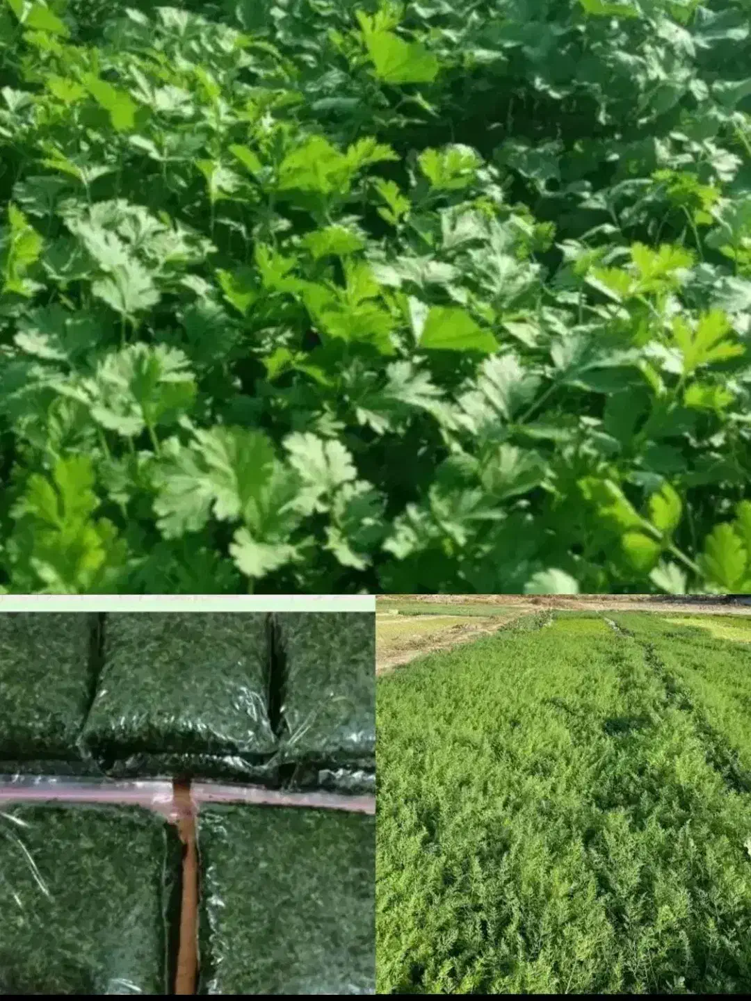 سبزی رامهرمز|خوردنی و آشامیدنی|رامهرمز, |دیوار