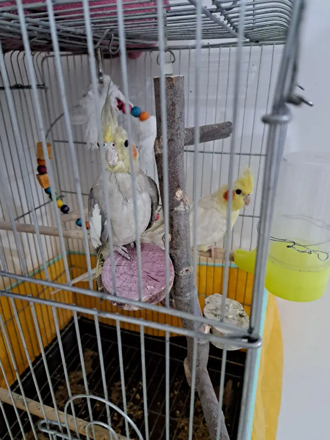 عروس هلندی|پرنده|شیراز, احمدآباد|دیوار