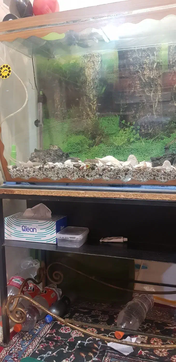 آکواریوم با زیری آهنی فرفوژه با امکانات کامل|ماهی|شهرکرد, |دیوار