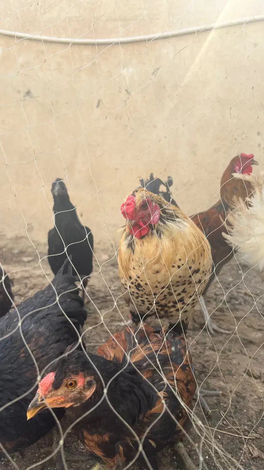 خروس و مرغ تخمگذار|حیوانات مزرعه|بندر دیر, |دیوار