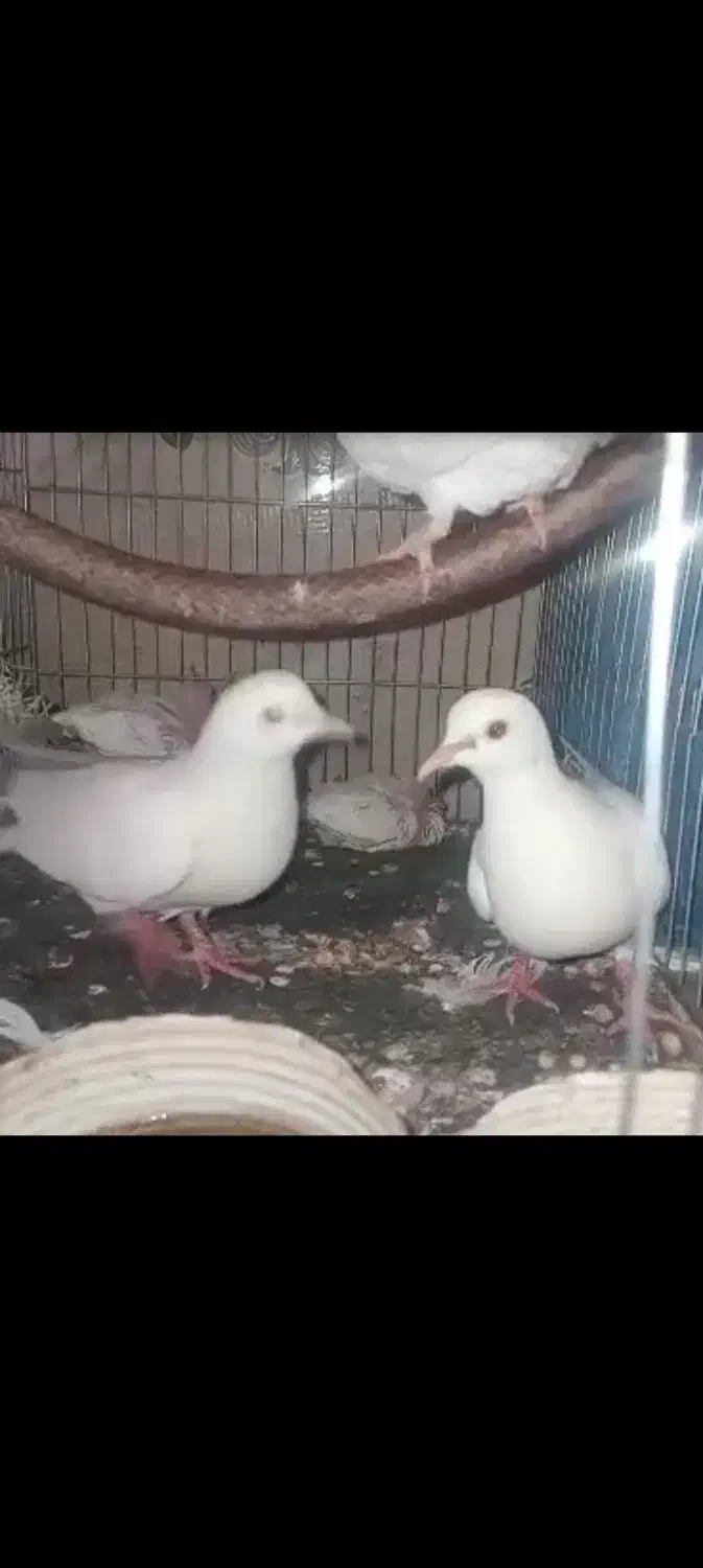 کبوتر خانگی|پرنده|میرجاوه, |دیوار