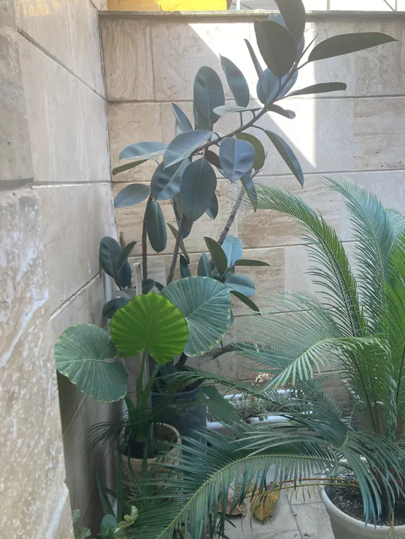 گل و گیاه تزیینی و زینتی|گل و گیاه طبیعی|رشت, شالکو|دیوار