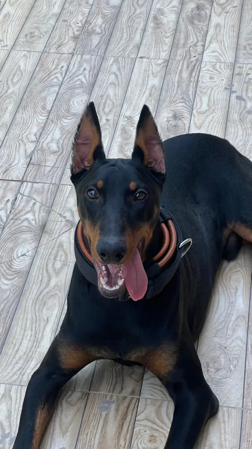 گمشده|حیوانات|مبارکه, |دیوار