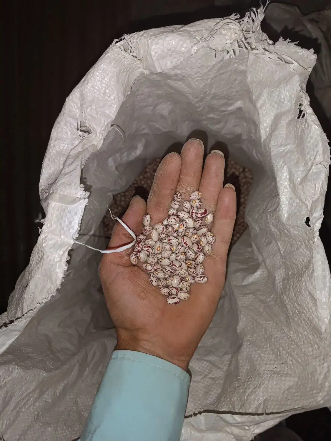 لوبیا چیتی|خوردنی و آشامیدنی|درگزین, |دیوار