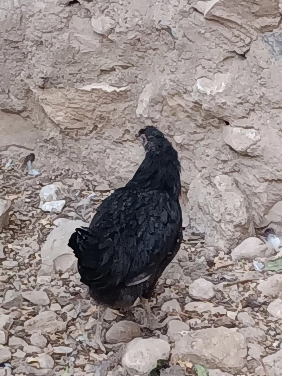 فروش مرغ و جوجه خروس|حیوانات مزرعه|چرام, |دیوار