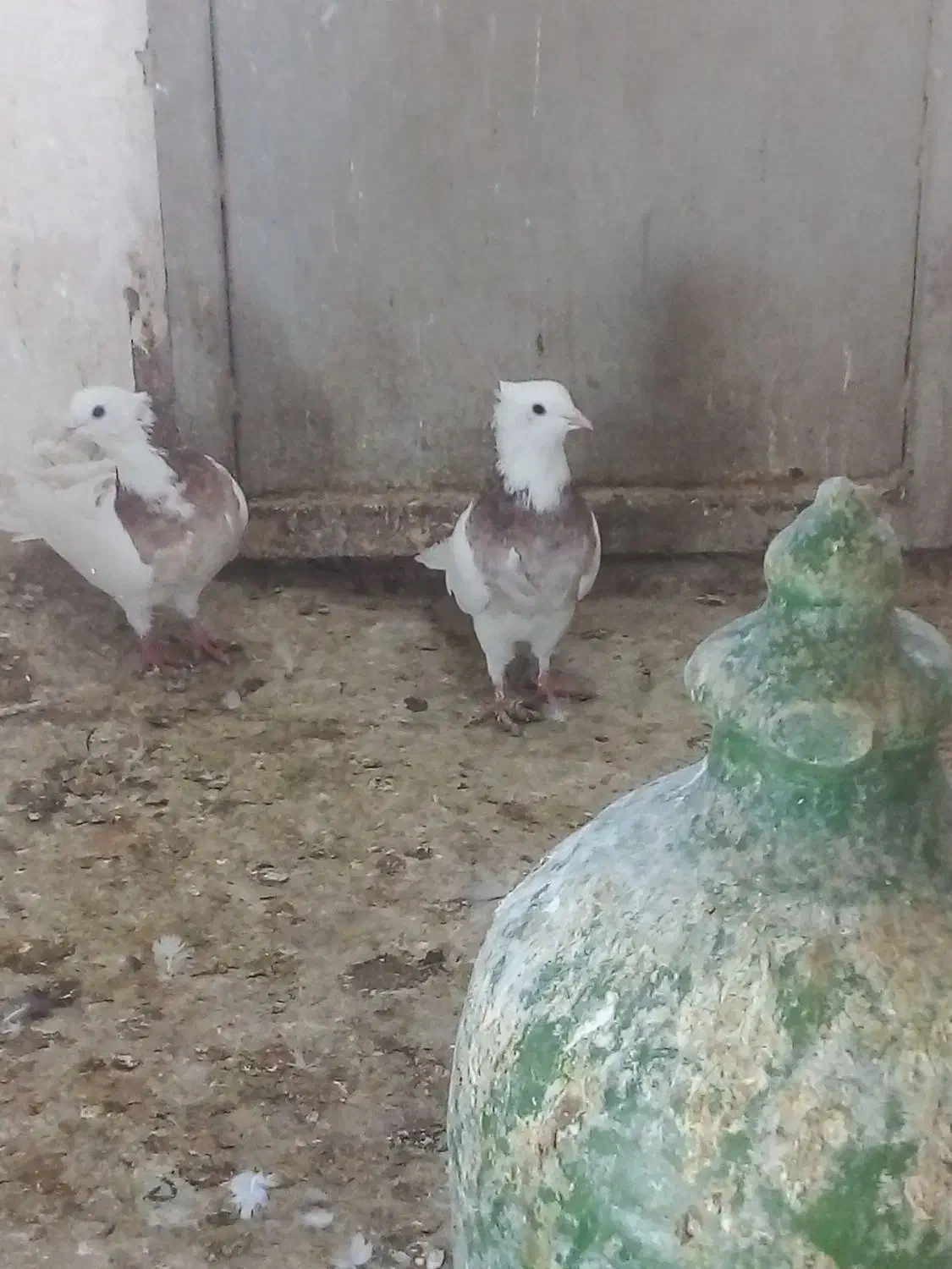 کبوتر فروشی|پرنده|سمنان, |دیوار