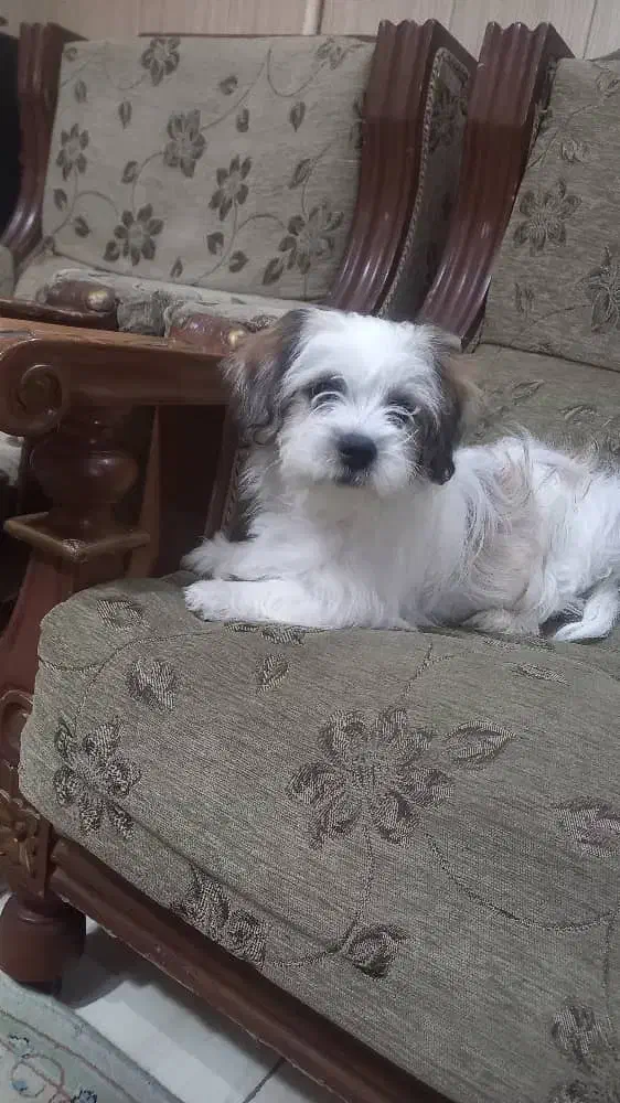 فروش سگ شیتزو تریر|سگ|کرج, برغان|دیوار