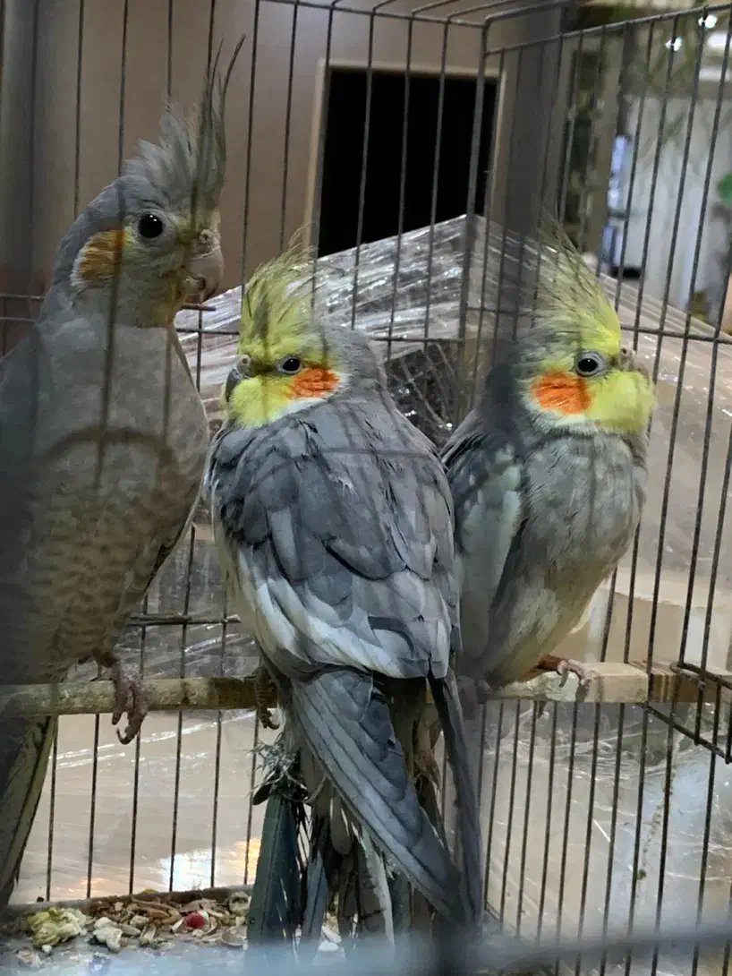 معاوضه با جفت کبوتر|پرنده|تهران, تهرانسر غربی|دیوار