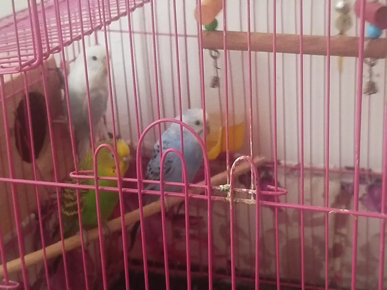 سه تا مرغ عشق تخم گذار|پرنده|ساری, |دیوار