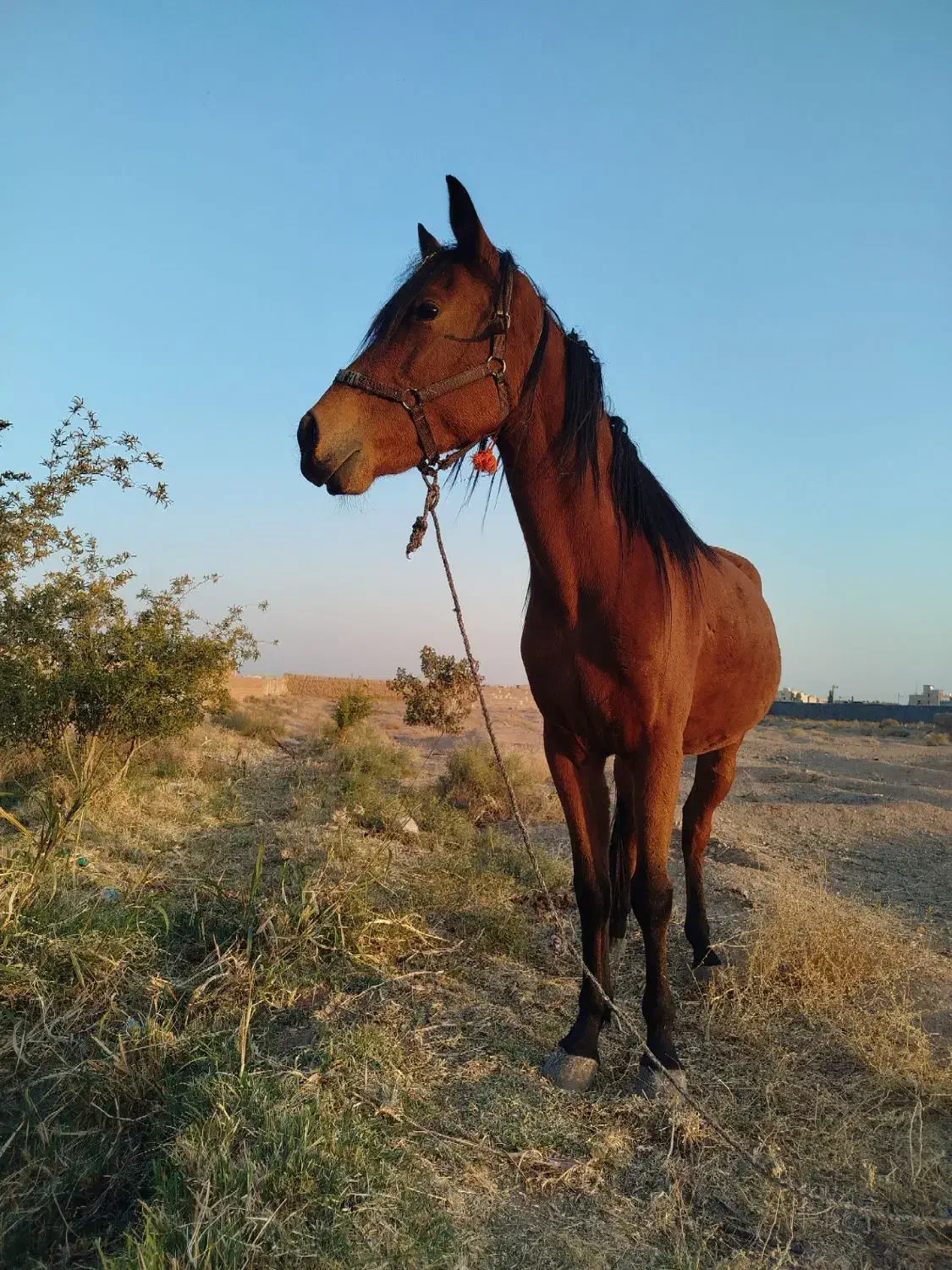 اسب مادیون دره شوری|اسب و تجهیزات اسب‌سواری|ساوه, |دیوار