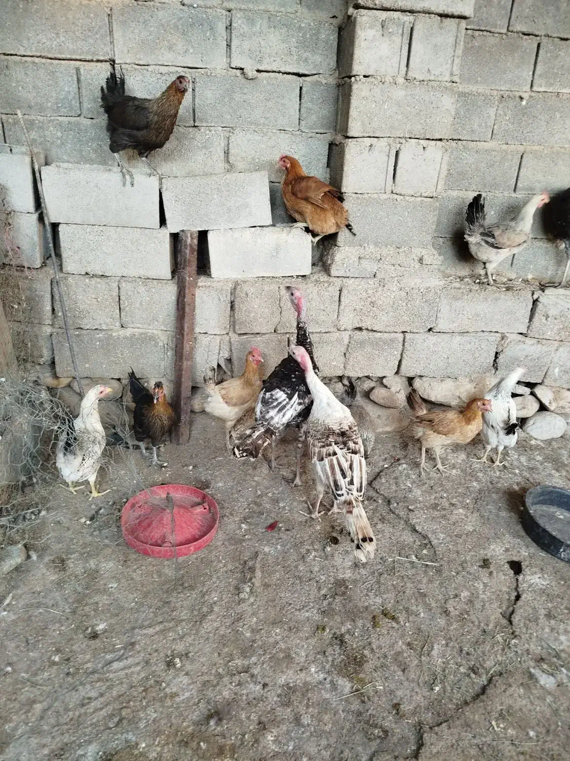 چهار عدد بوقلمون محلی|حیوانات مزرعه|بهبهان, |دیوار