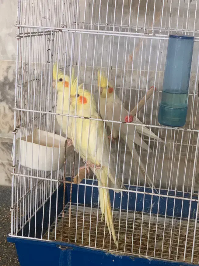 طوطی هلندی|پرنده|بابل, |دیوار