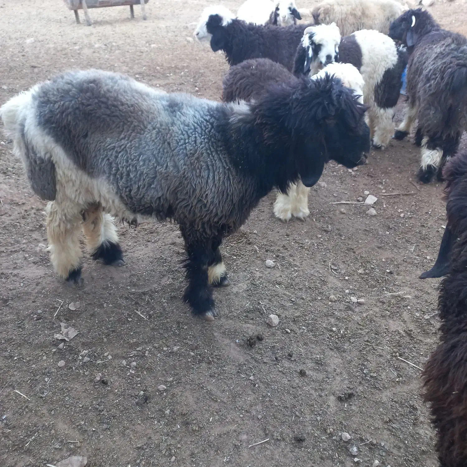 گوسفند داشتی|حیوانات مزرعه|کیار, |دیوار