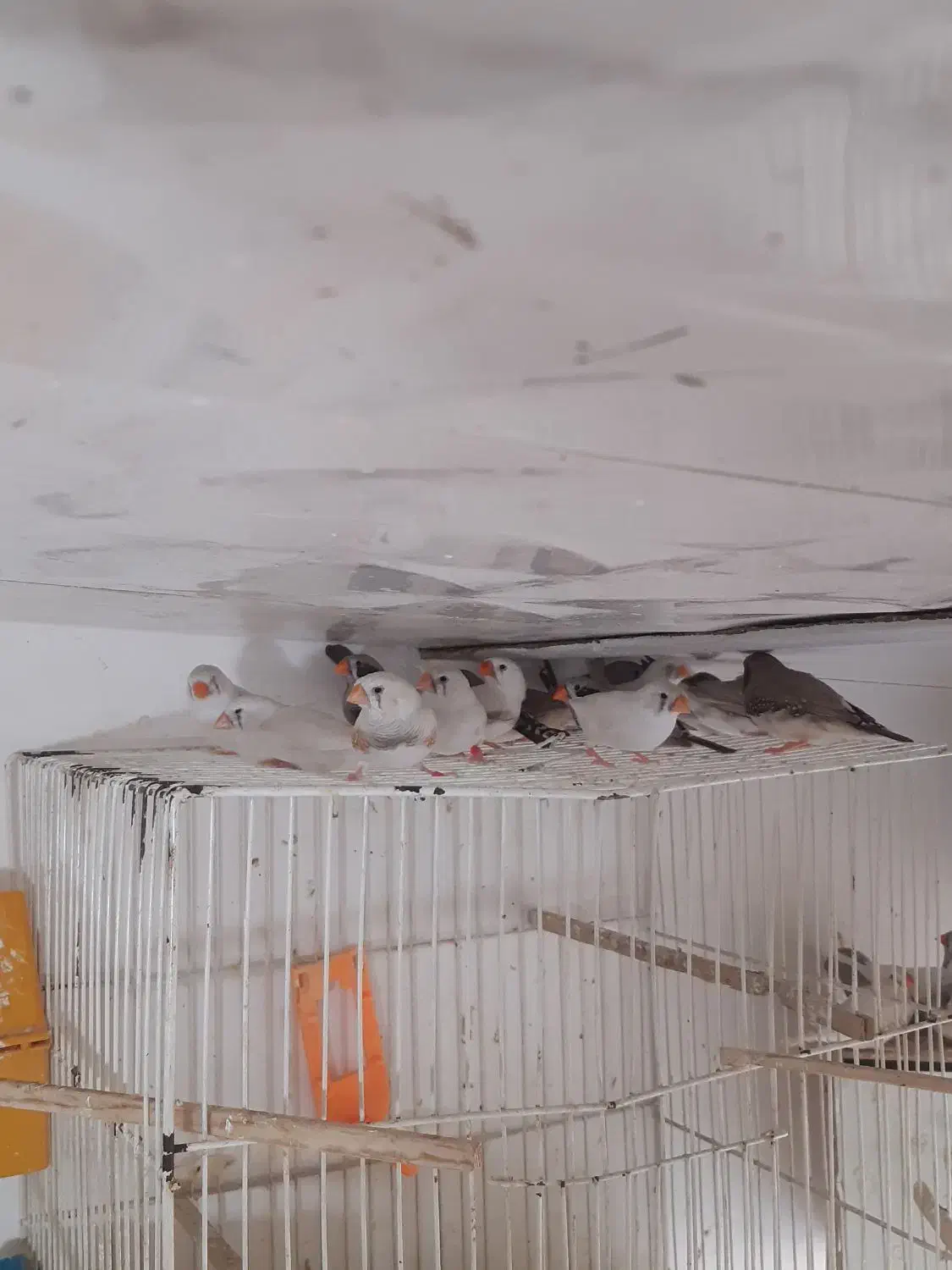 فنج جفت آماده جوجه مرغ عشق سرلاکی|پرنده|مشهد, جانباز|دیوار