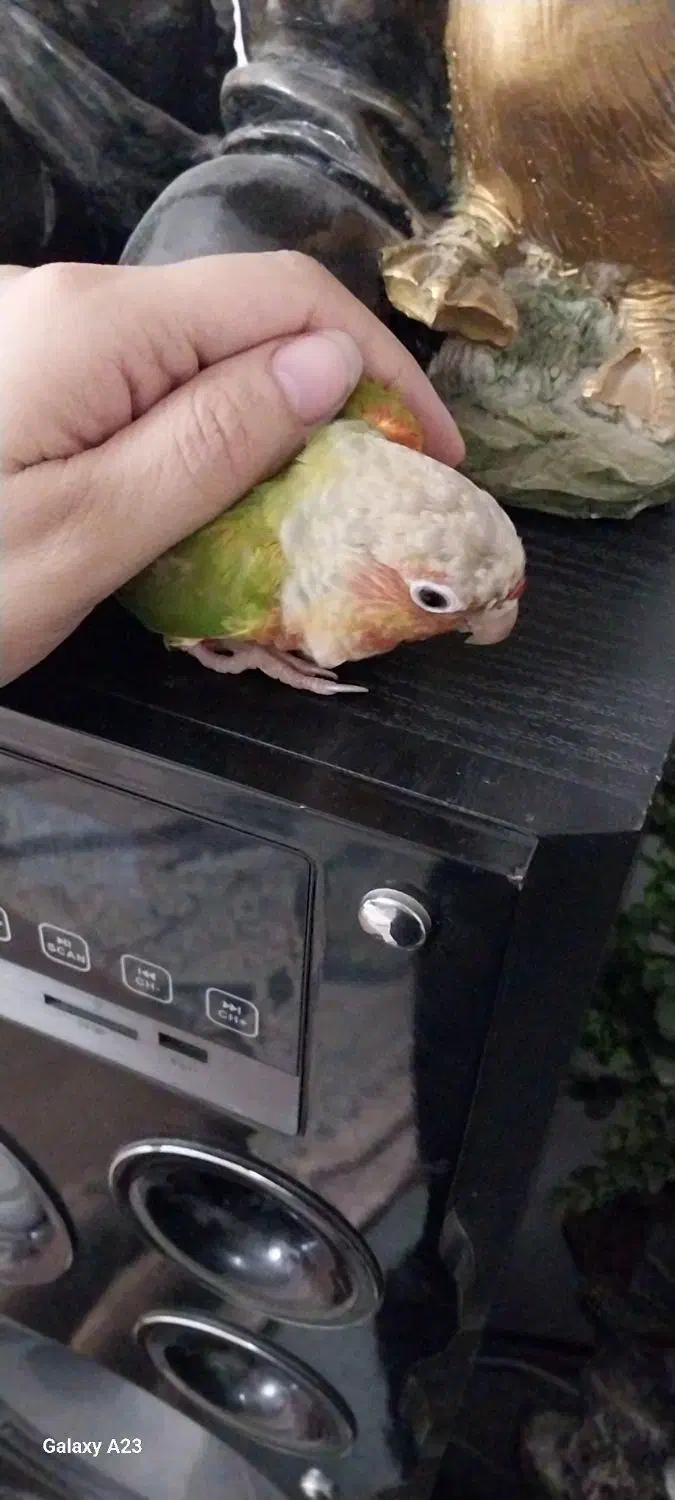 طوطی گرینچیک|پرنده|احمدآبادمستوفی, |دیوار