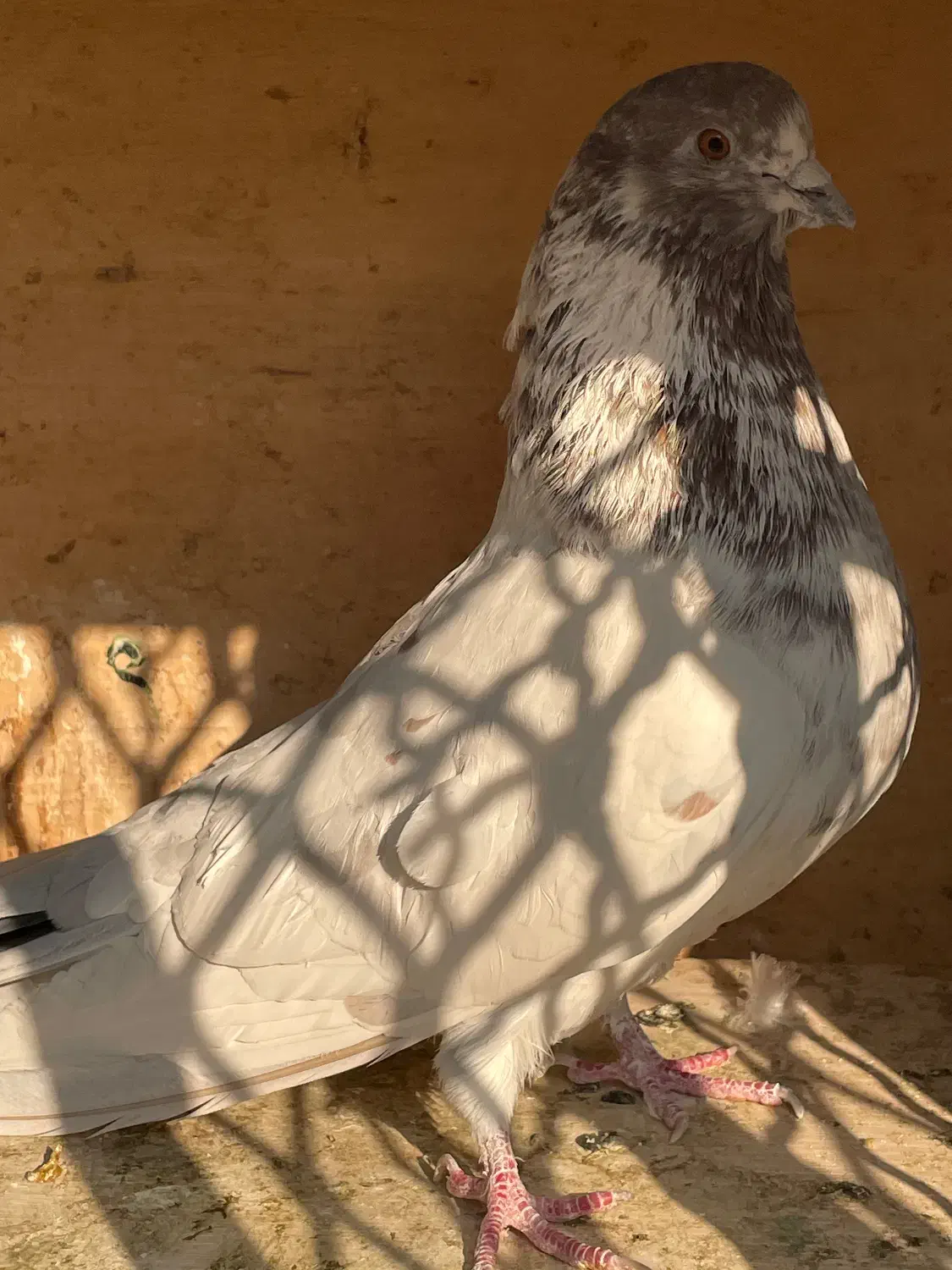 کبوتر|پرنده|تهران, شارق|دیوار