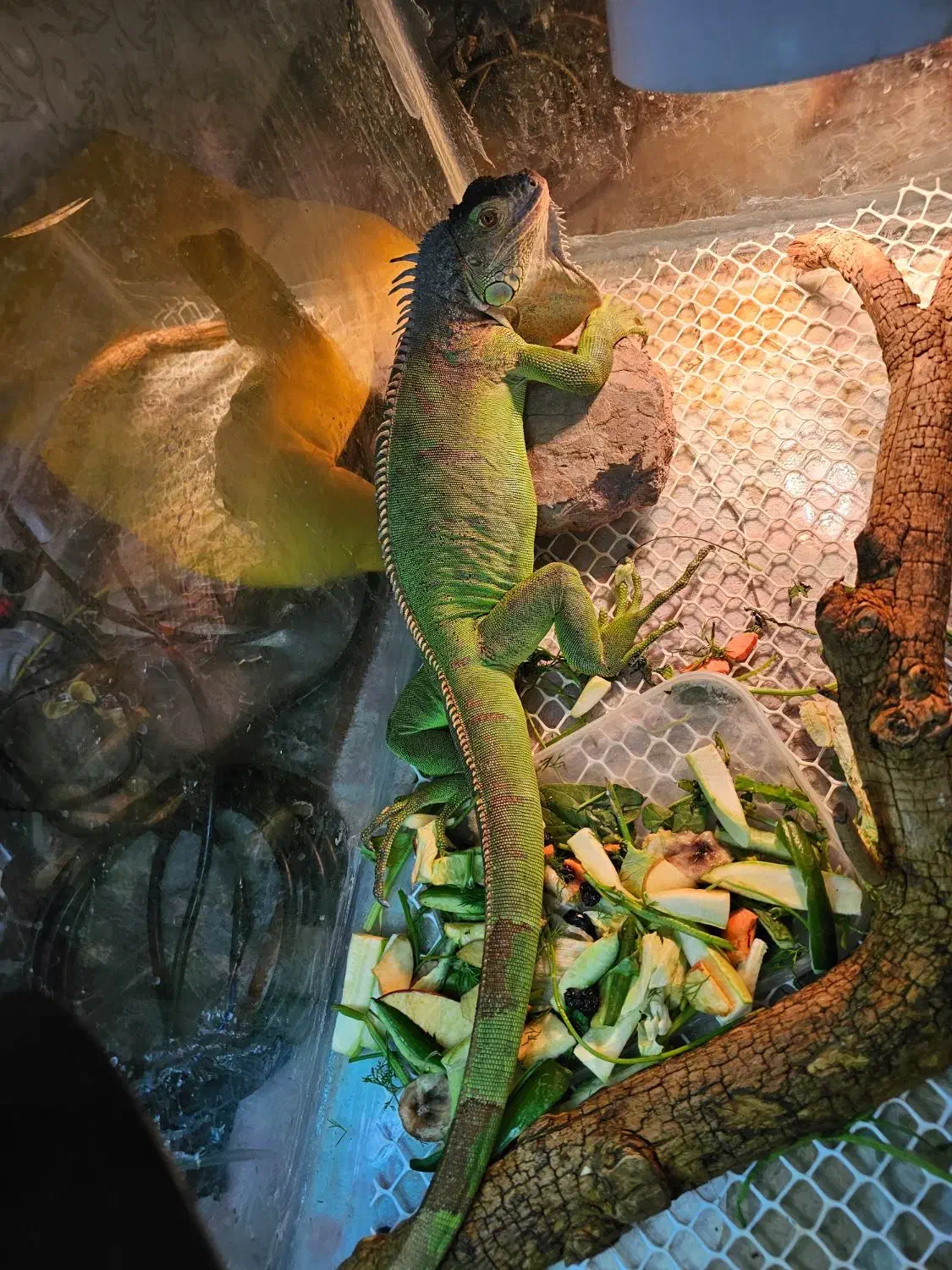 ایگونا|خزنده|تهران, هروی|دیوار