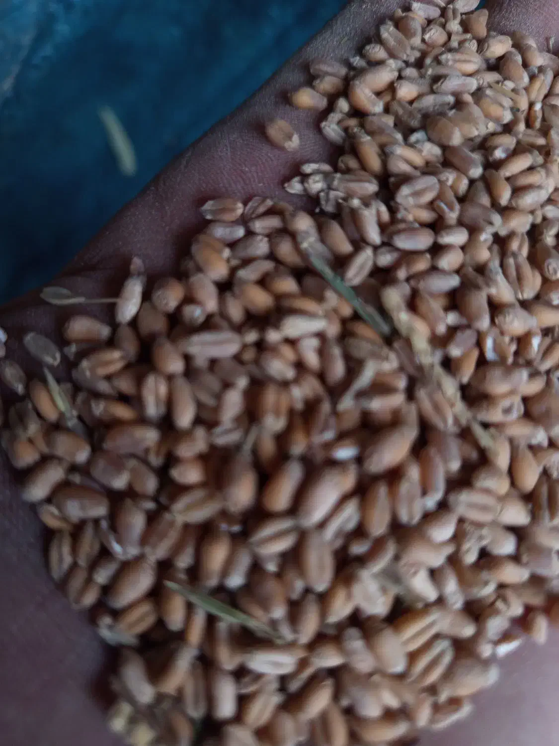 گندم آرامش|عمده‌فروشی|گرمخان, |دیوار