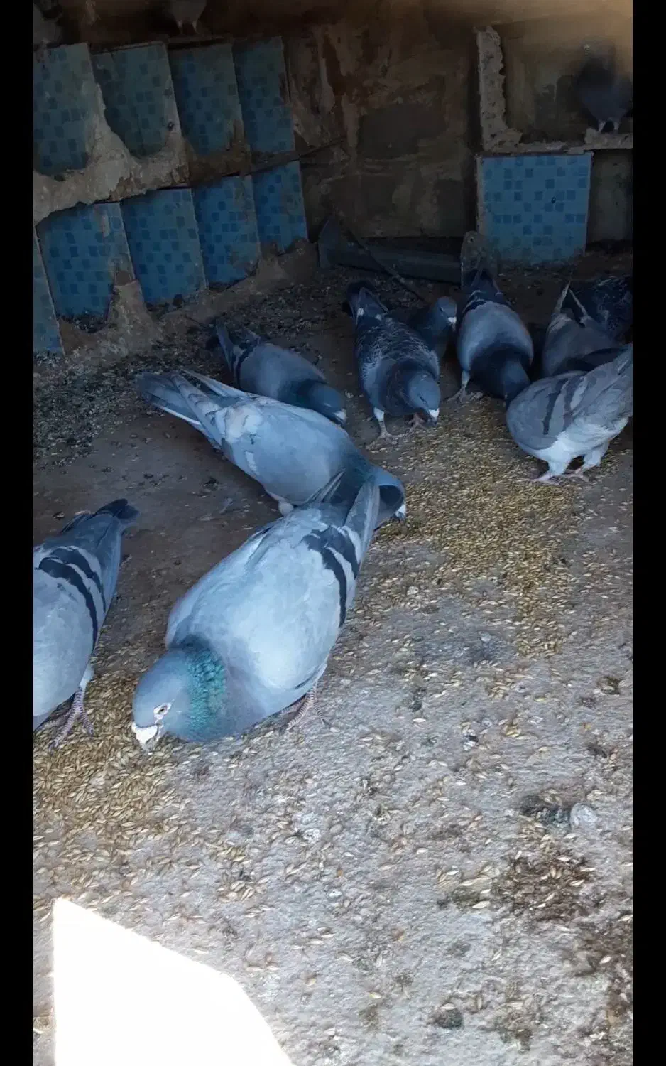 کبوتر پلاکی مسافتی|پرنده|یاسوج, |دیوار