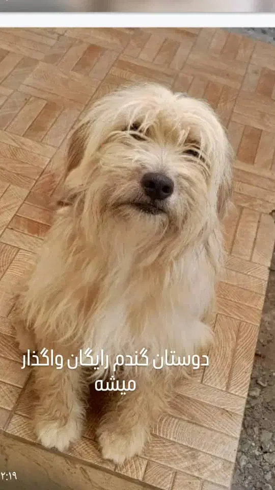 واگذاری سگ تریر اصیل ،به خانواده متعهد|سگ|لاهیجان, گلستان|دیوار