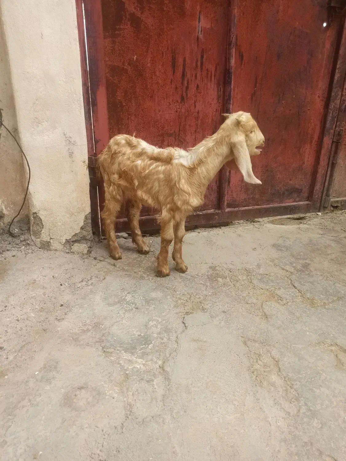 نر بزغاله|حیوانات مزرعه|دزفول, |دیوار