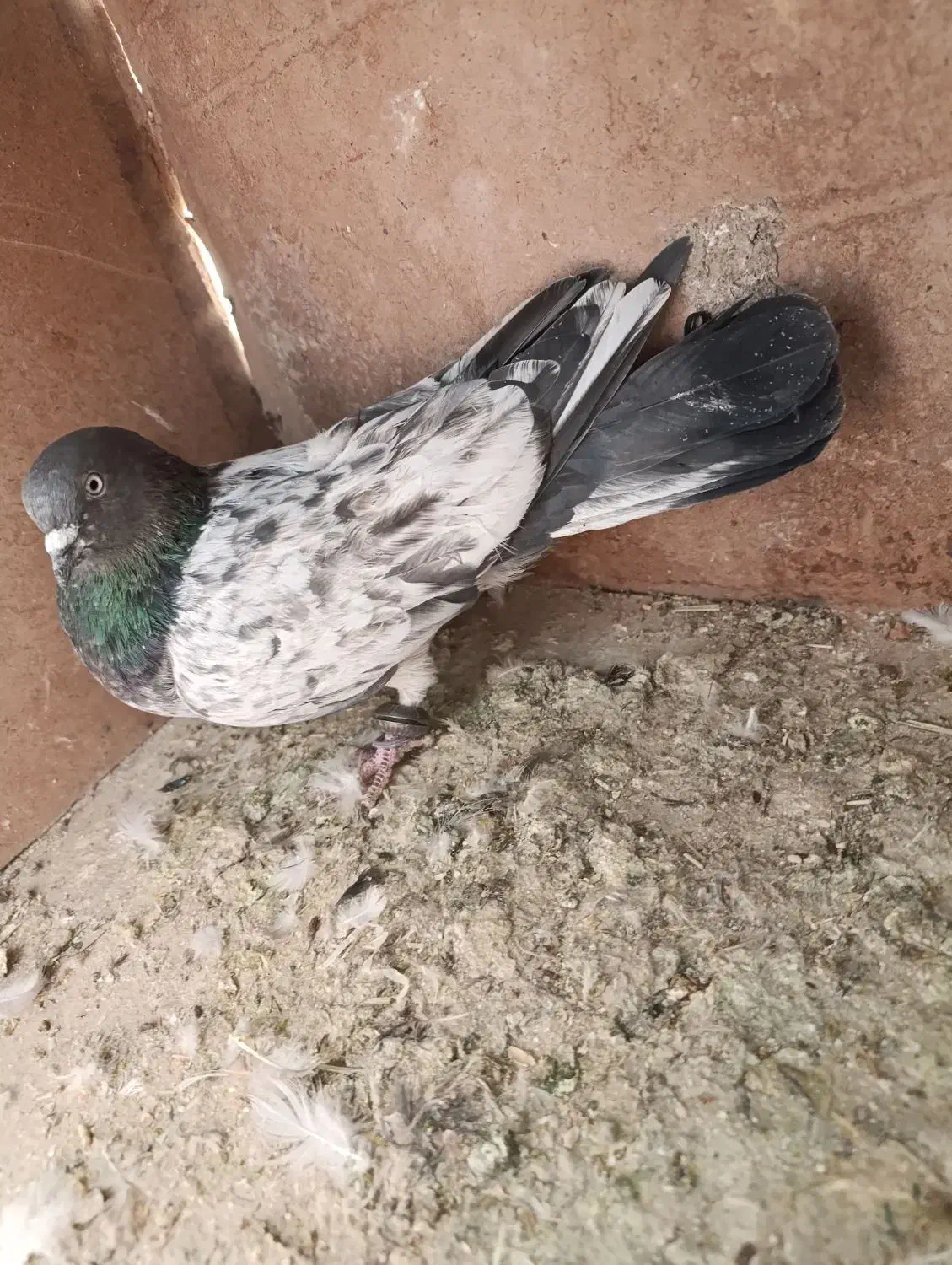 کفتر|پرنده|گلپایگان, |دیوار