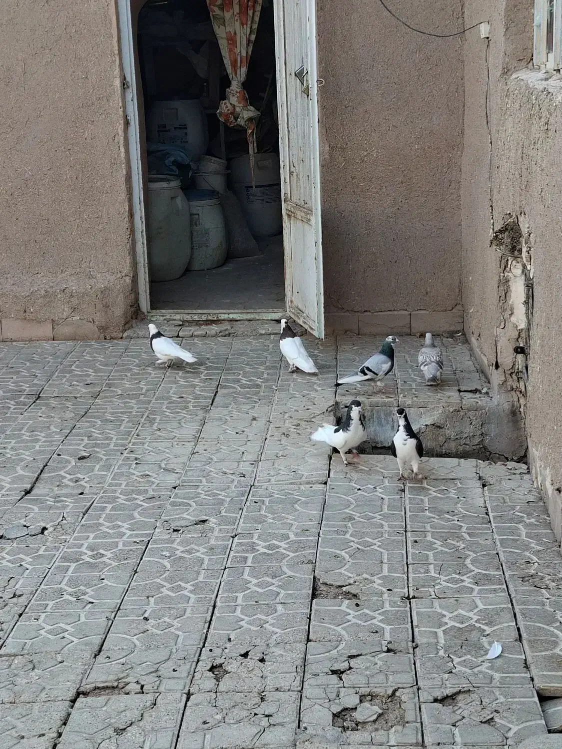 طوقی  و امری|پرنده|گلزار, |دیوار