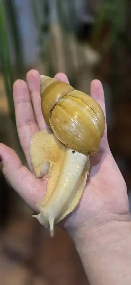 حلزون یکی بخر دوتا ببر|خزنده|اصفهان, شمس آباد|دیوار