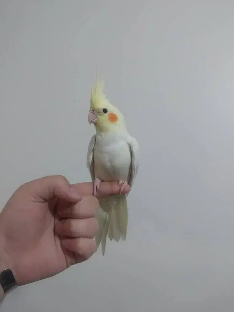 عروس هلندی لوتینو|پرنده|شهریار, شهرک بهاران (ویره)|دیوار