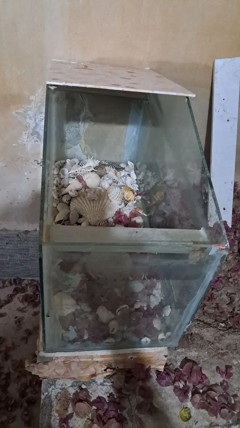 اکواریوم سالم|ماهی|کنارک, |دیوار