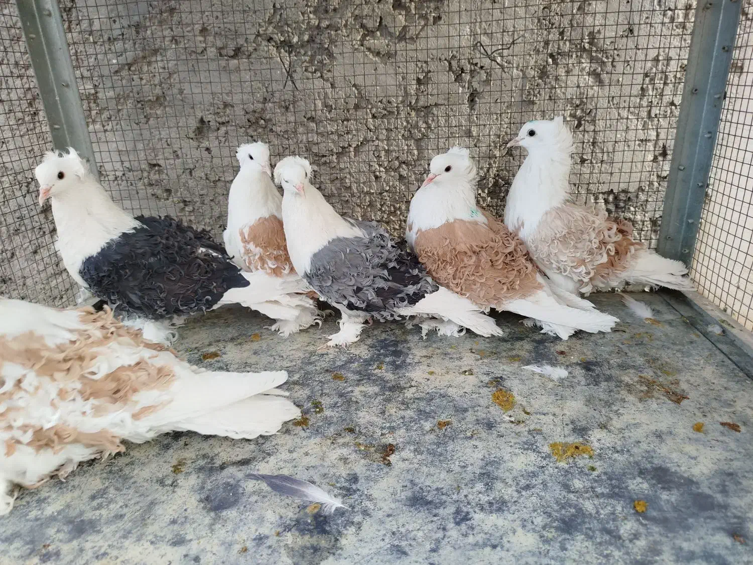 دوکت جکسون|پرنده|اصفهان, ارغوانیه|دیوار