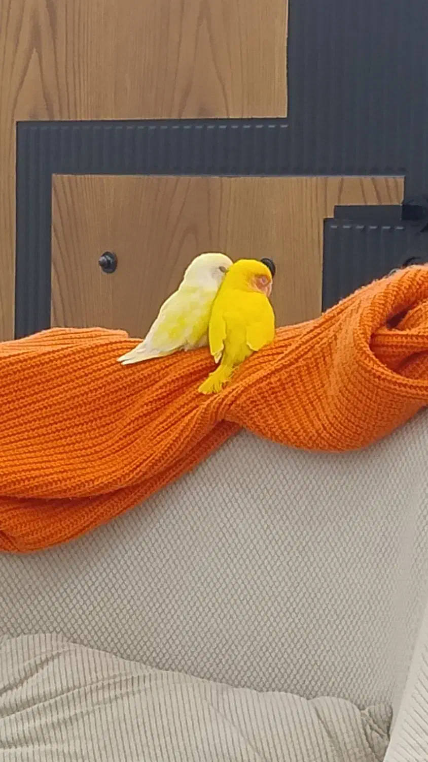 کوتوله برزیلی|پرنده|رشت, نیکمرام|دیوار