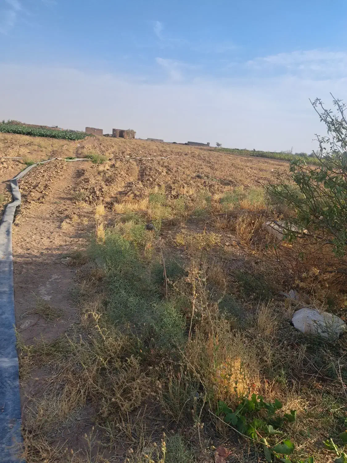 یک باب گاوداری ۳۵رسی گوشتی بفروش میرسد|فروش دفتر صنعتی، کشاورزی، تجاری|دشتابی, |دیوار