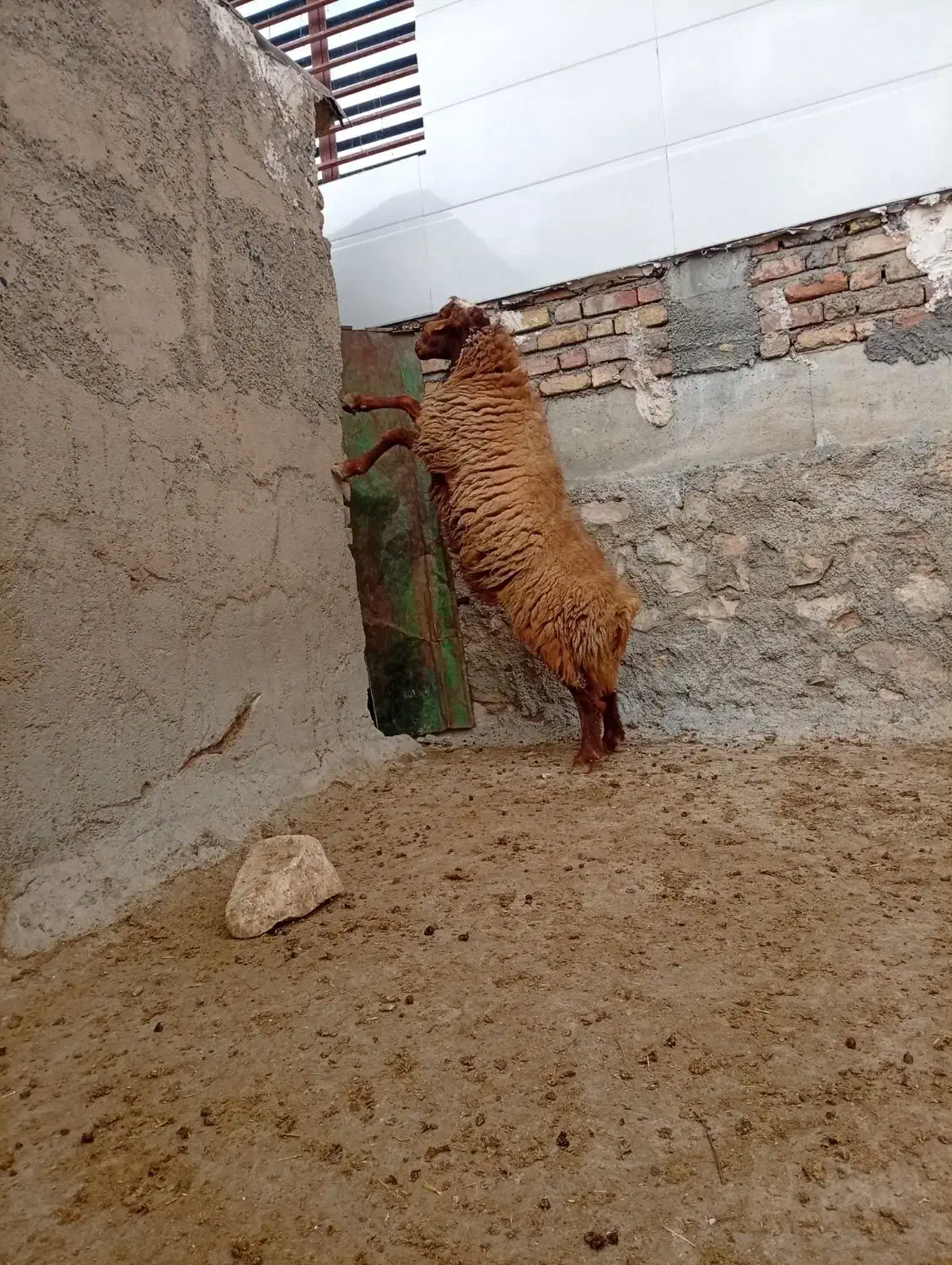 قوچ|حیوانات مزرعه|کوهدشت, |دیوار