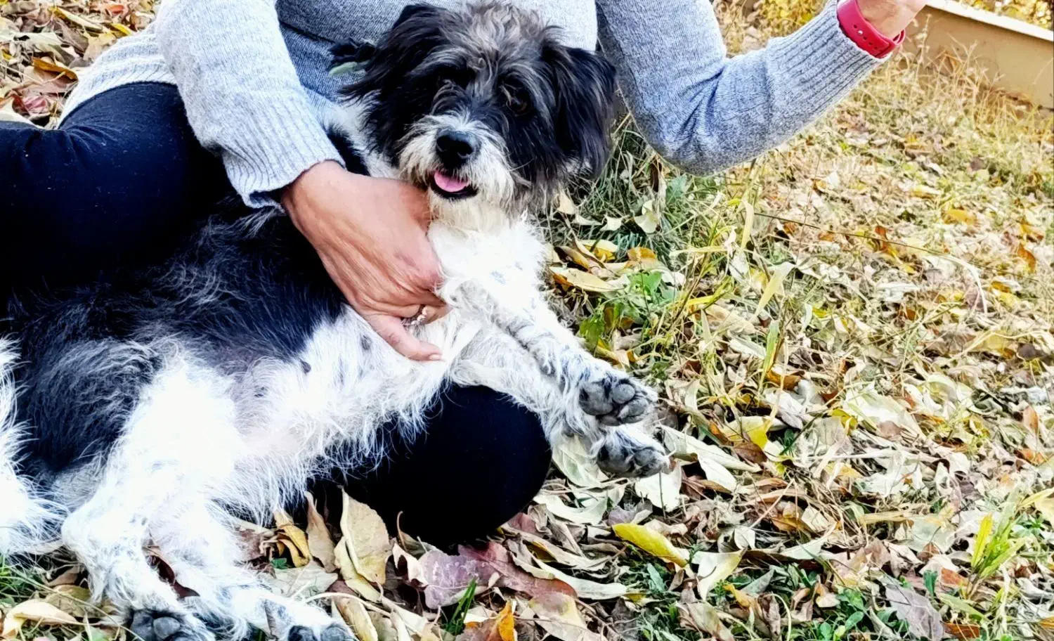 گمشده|سگ|ارومیه, |دیوار