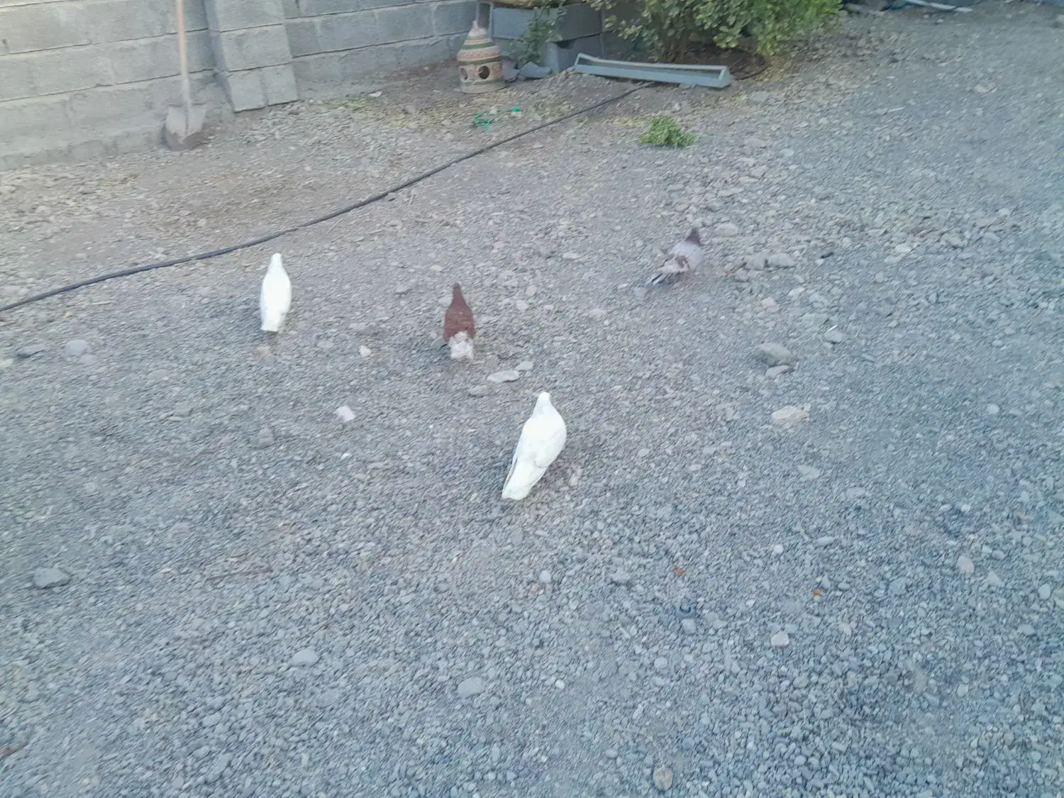 4عدد کبوتر هشتبندی|پرنده|توکهور, |دیوار