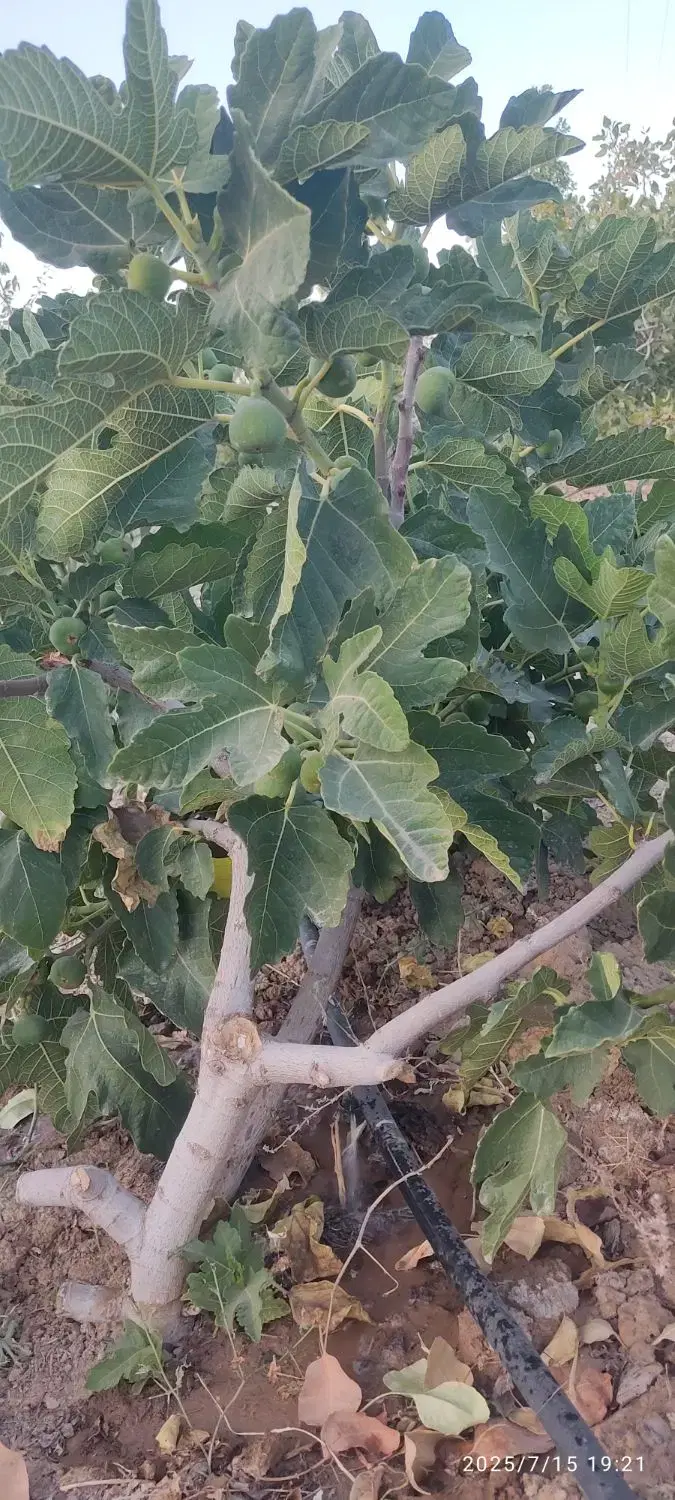 تصویر 6