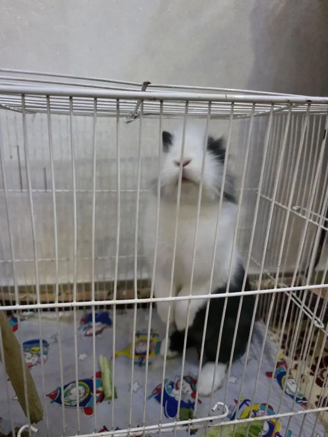 خرگوش|موش و خرگوش|فردیس, شهرک شهید حسینی|دیوار